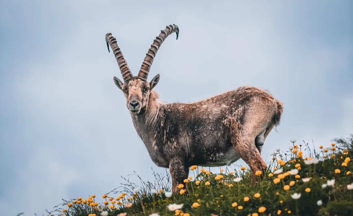 Le bouquetin Grange de Bâa Hautes Pyrénées