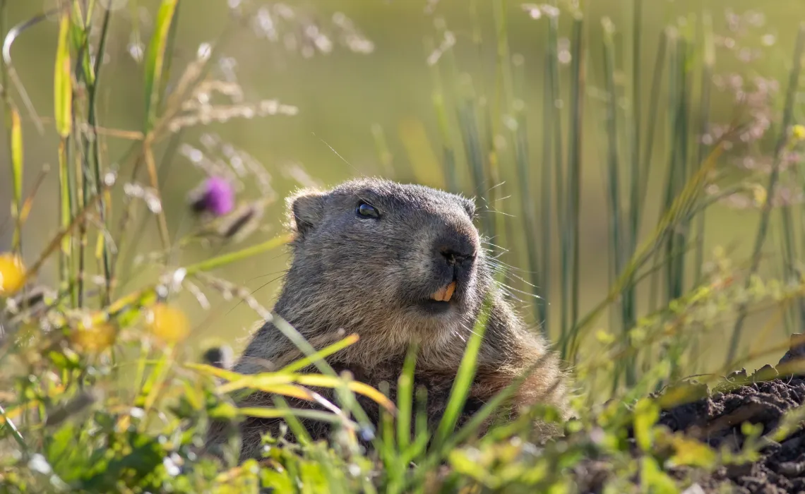 La marmotte Grange de Bâa Hautes Pyrénées